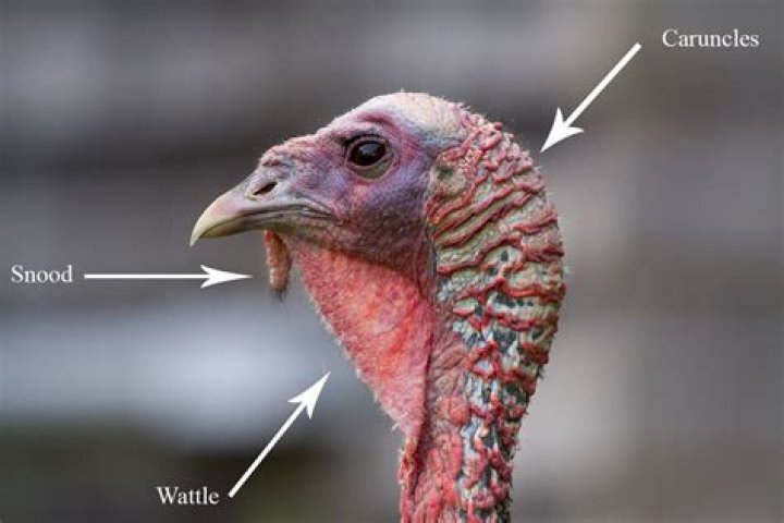 Do turkeys have good hearing