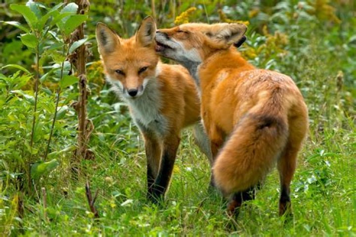 Foxes’s Boyfriend: Who is Foxes Dating?