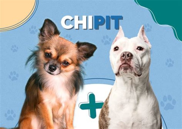 How much does a chipit cost