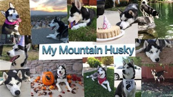 Husky Net Worth, Age, Height, Bio, Birthday, Wiki!
