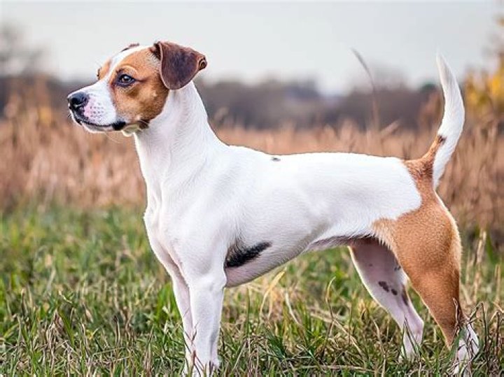 Jack Russell’s Wife: Who is Jack Russell Dating?