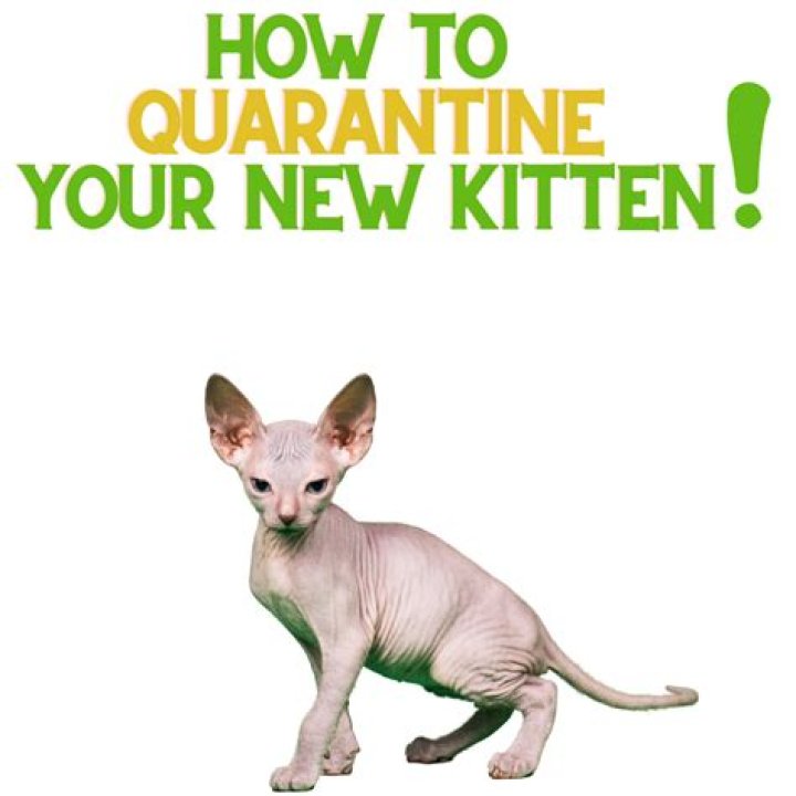 KITTEN let you inside quarantine life on 'My House'