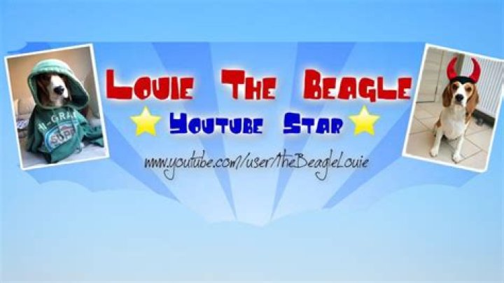 Louie The Beagle - Net Worth, Age, Height, Birthday, Bio, Wiki!